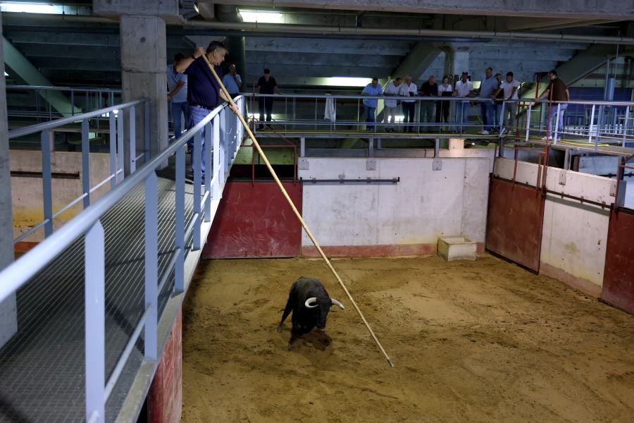 Los toros llegan a Illunbe