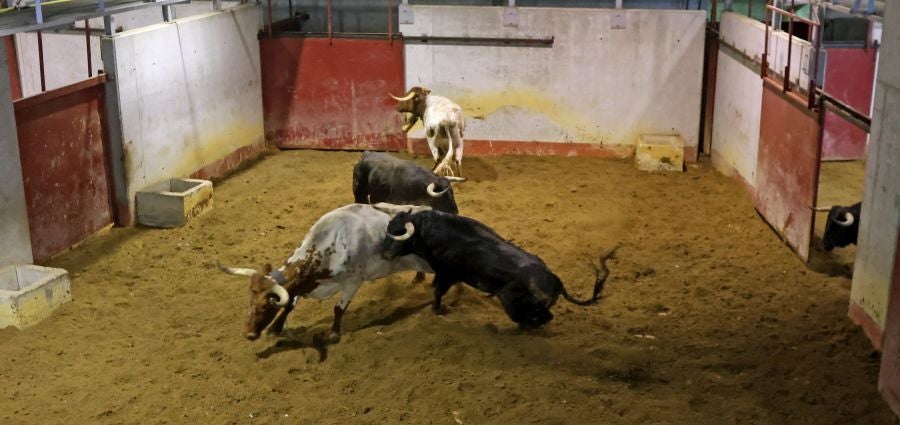 Los toros llegan a Illunbe