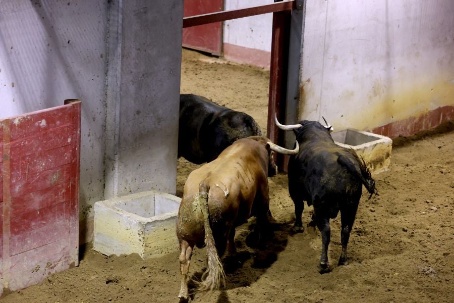 Los toros llegan a Illunbe