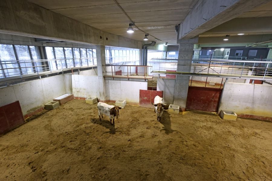 Los toros llegan a Illunbe