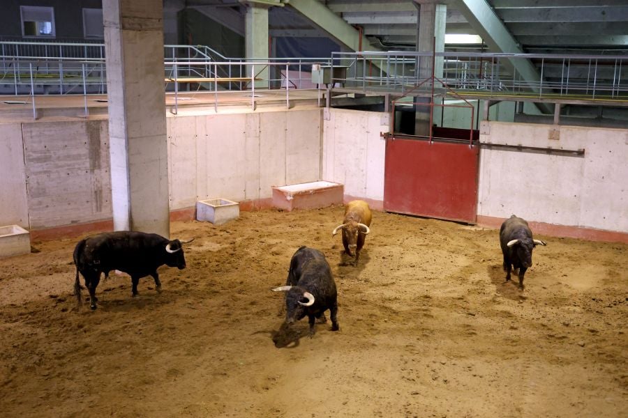Los toros llegan a Illunbe