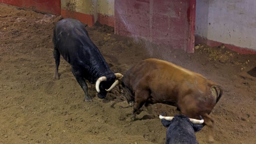 Los toros llegan a Illunbe