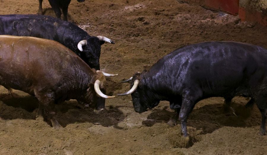 Los toros llegan a Illunbe
