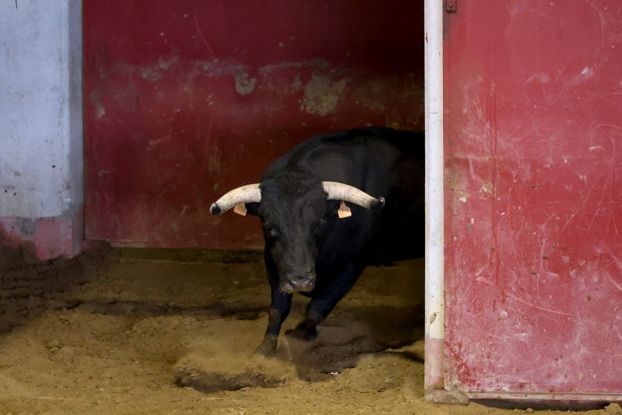 Los toros llegan a Illunbe