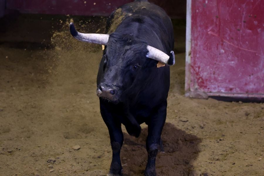 Los toros llegan a Illunbe