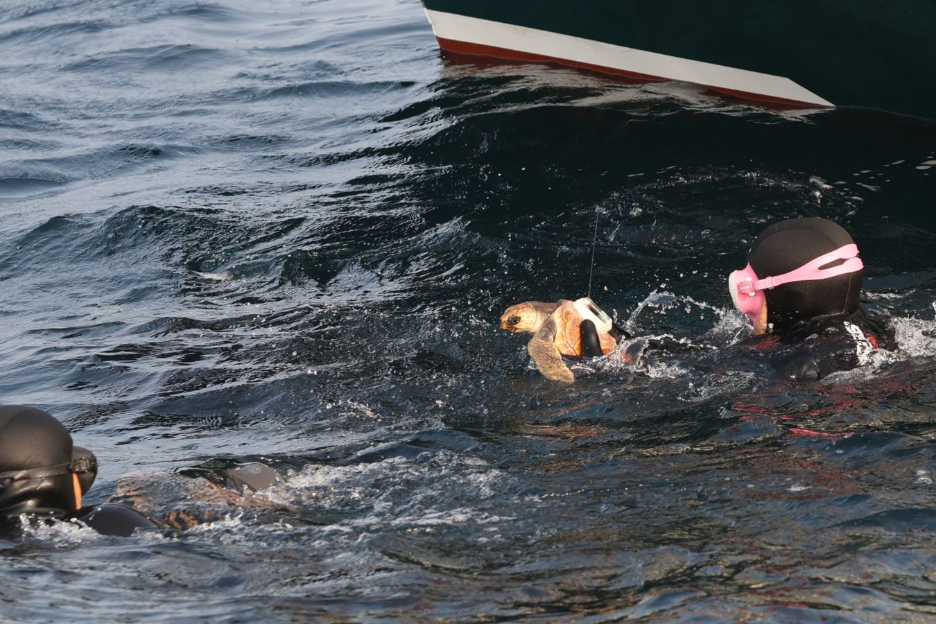 El Aquarium de San Sebastián reintroduce tres tortugas en el mar