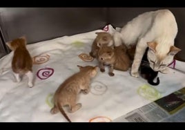 La gata con sus siete gatitos encontrados en una calle de Zarautz.