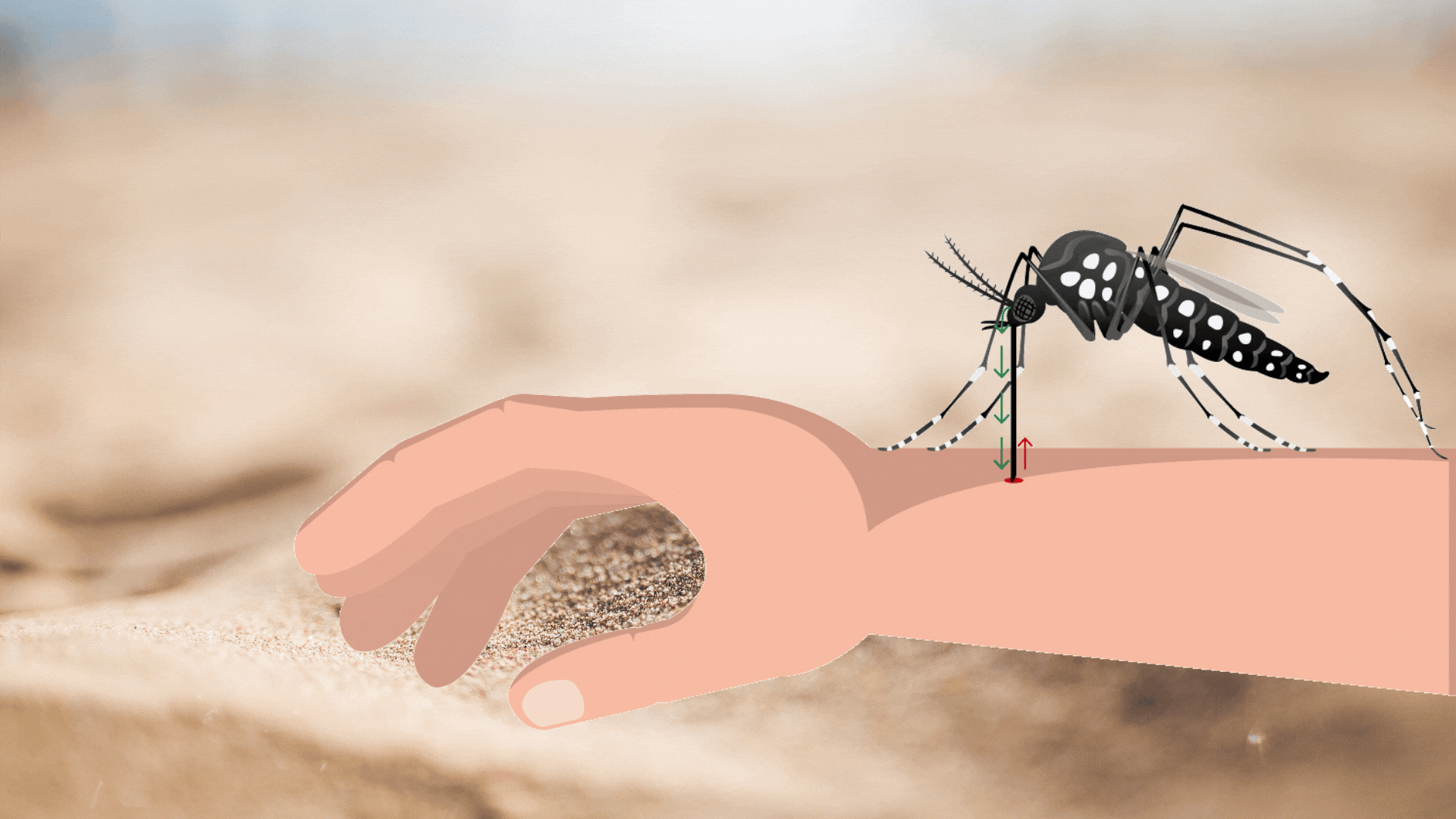 El mosquito tigre se asienta en Gipuzkoa | El Diario Vasco