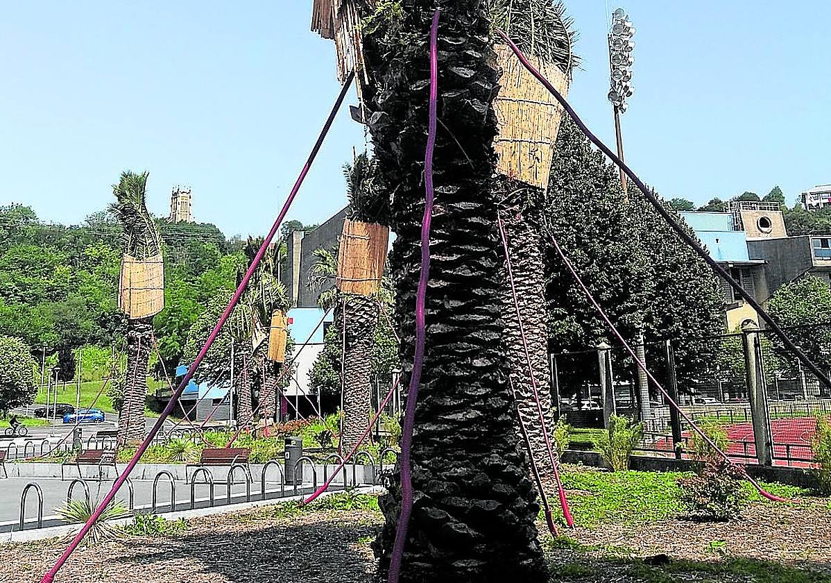 Un lector se queja de que las protecciones que se colocaron a las palmeras junto al estadio de Anoeta, «en teoría para protegerlas del frío, siguen sin quitarse a pesar del calor». En su opinión, «están en un estado de lamentable abandono que no dice nada bueno con respecto a los responsables del mantenimiento».