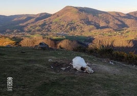 Investigado por la muerte de seis buitres intoxicados en Baztan.