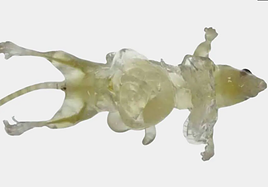 El proceso es reversible tras lavar el colorante residual, la sustancia que penetra en la piel se metaboliza y elimina a través de la orina.