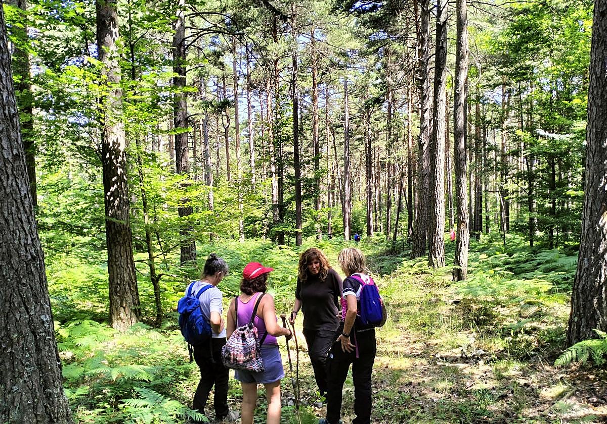 Ultzama. Varias personas participan en una salida micológica en un bosque.