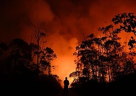 Las hectáreas arrasadas por el fuego en el Estado se han reducido sensiblemente.