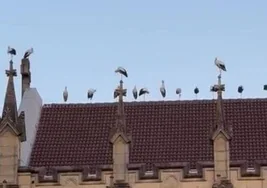 Decenas de cigüeñas 'invaden' Donostia