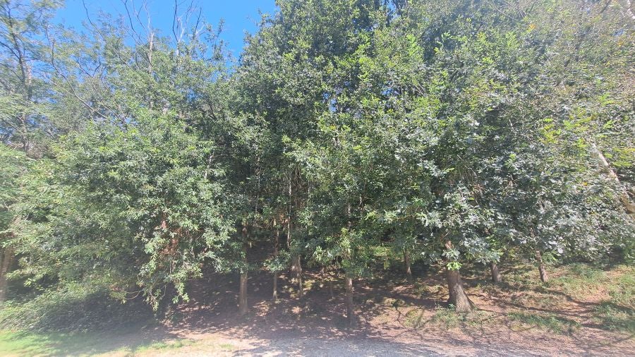 Marcha a Komizargaina por una buena causa