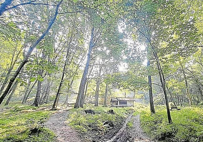 El bosque que rodea al refugio del parque de Lasturre con su riachuelo, un precioso rincón que se encuentra en el recorrido.