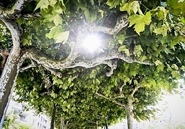 'Arboles de Tolosa y Tolosaldea' es el primer tema del Aula de Biodiversidad de la temporada.