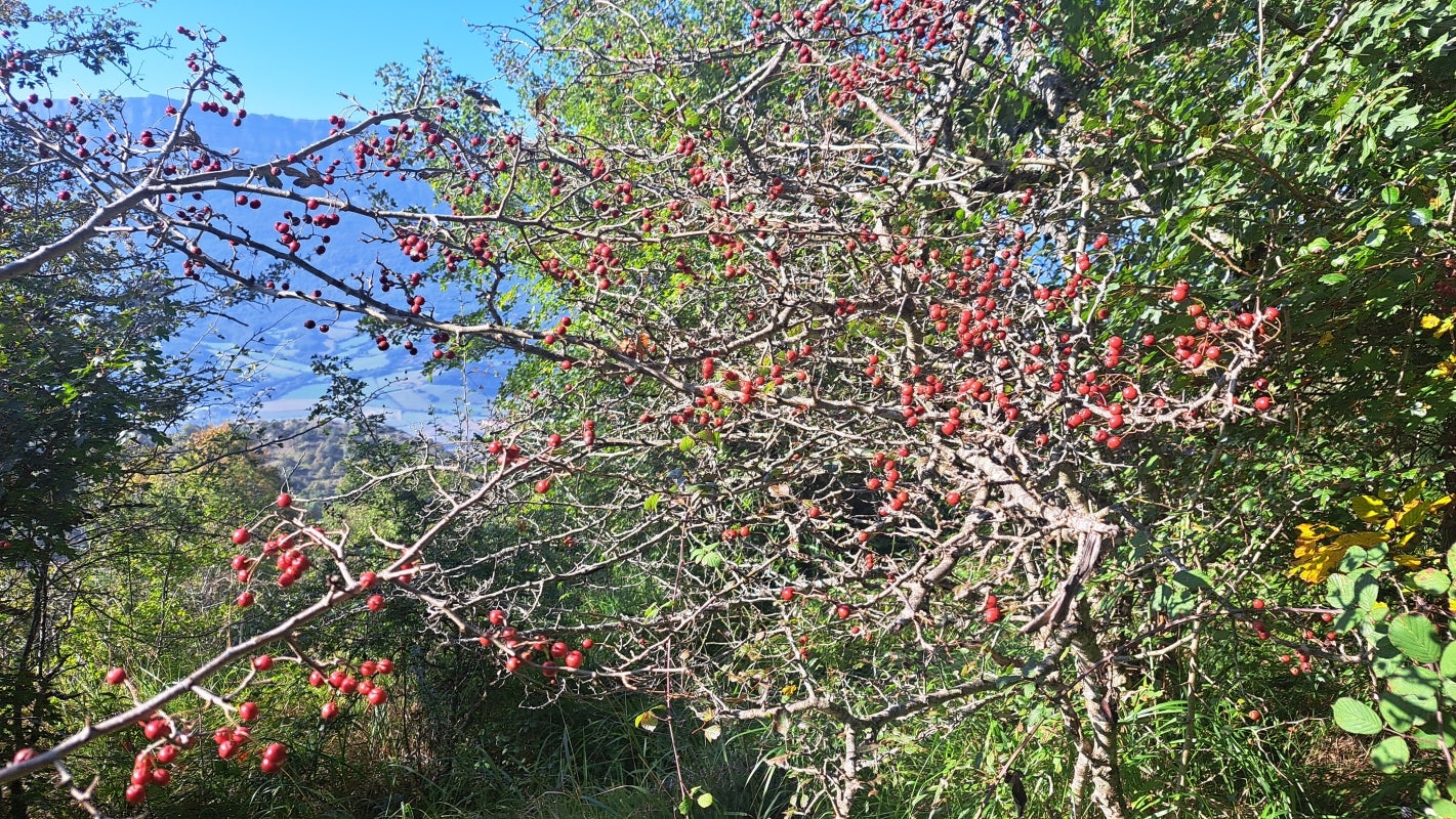 Ruta a la cima de Artxueta