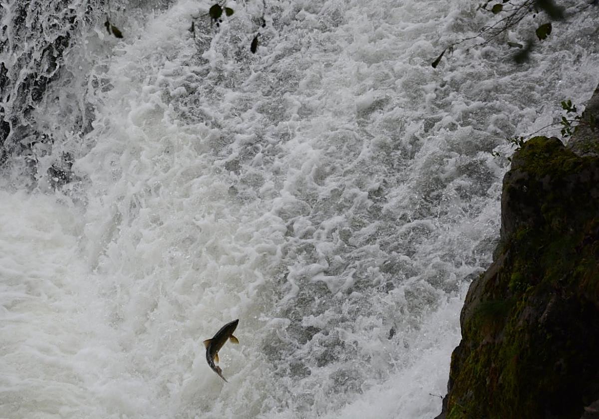 El programa plantea medidas con el propósito de proteger la fauna piscícola de los ríos.