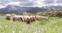 Cerdo de caserío criado en libertad