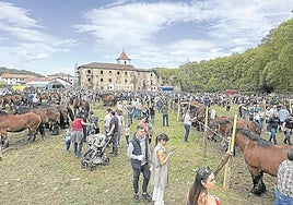 Hasta 151 ejemplares, muchos acompañados por sus crías, se pudieron ver el domingo en Urdazubi.