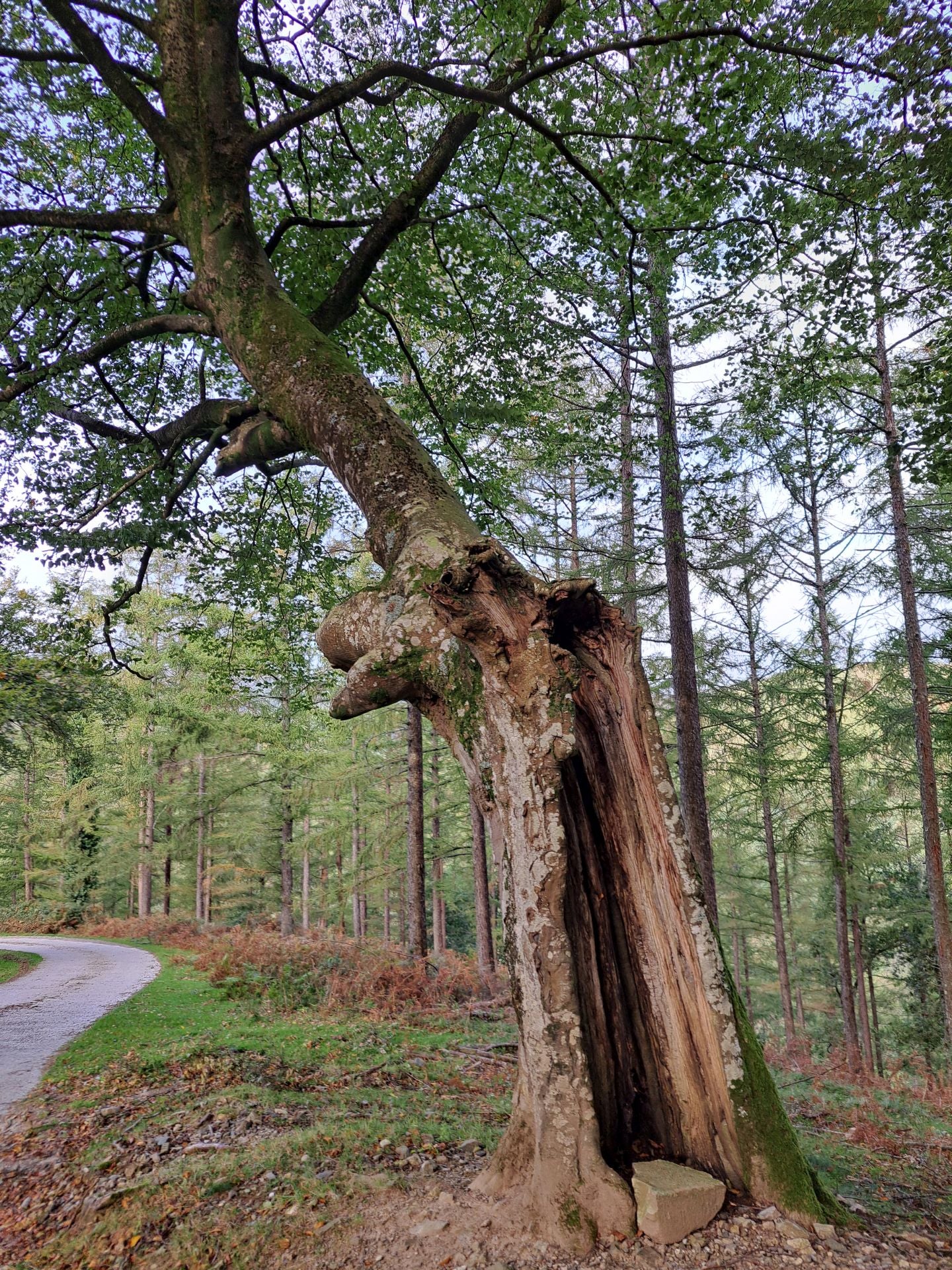 Las mejores imágenes de la ruta a Agiña