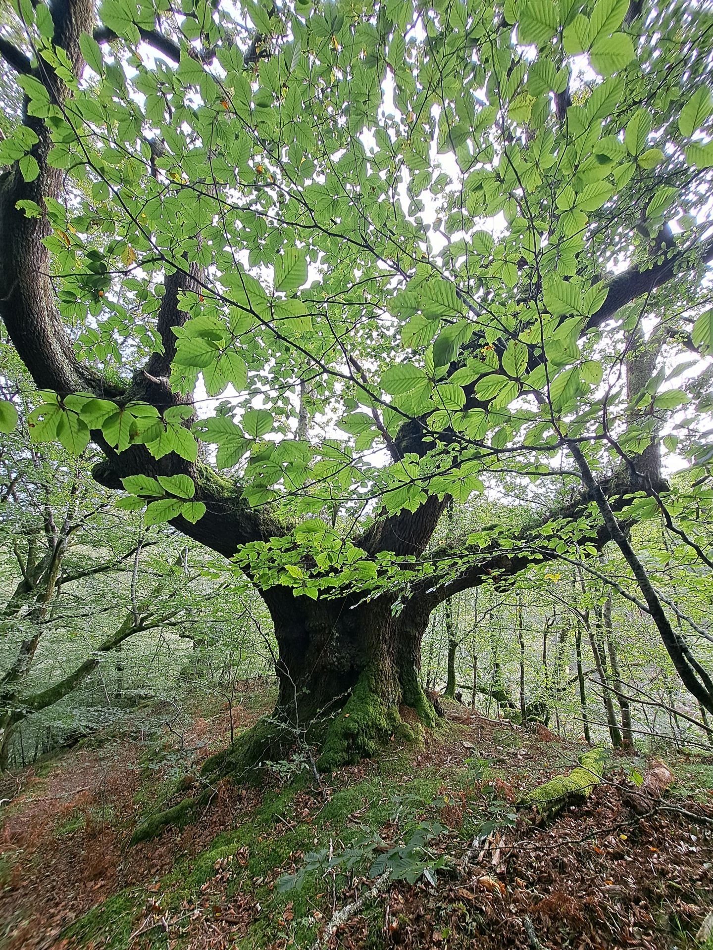 Las mejores imágenes de la ruta a Agiña