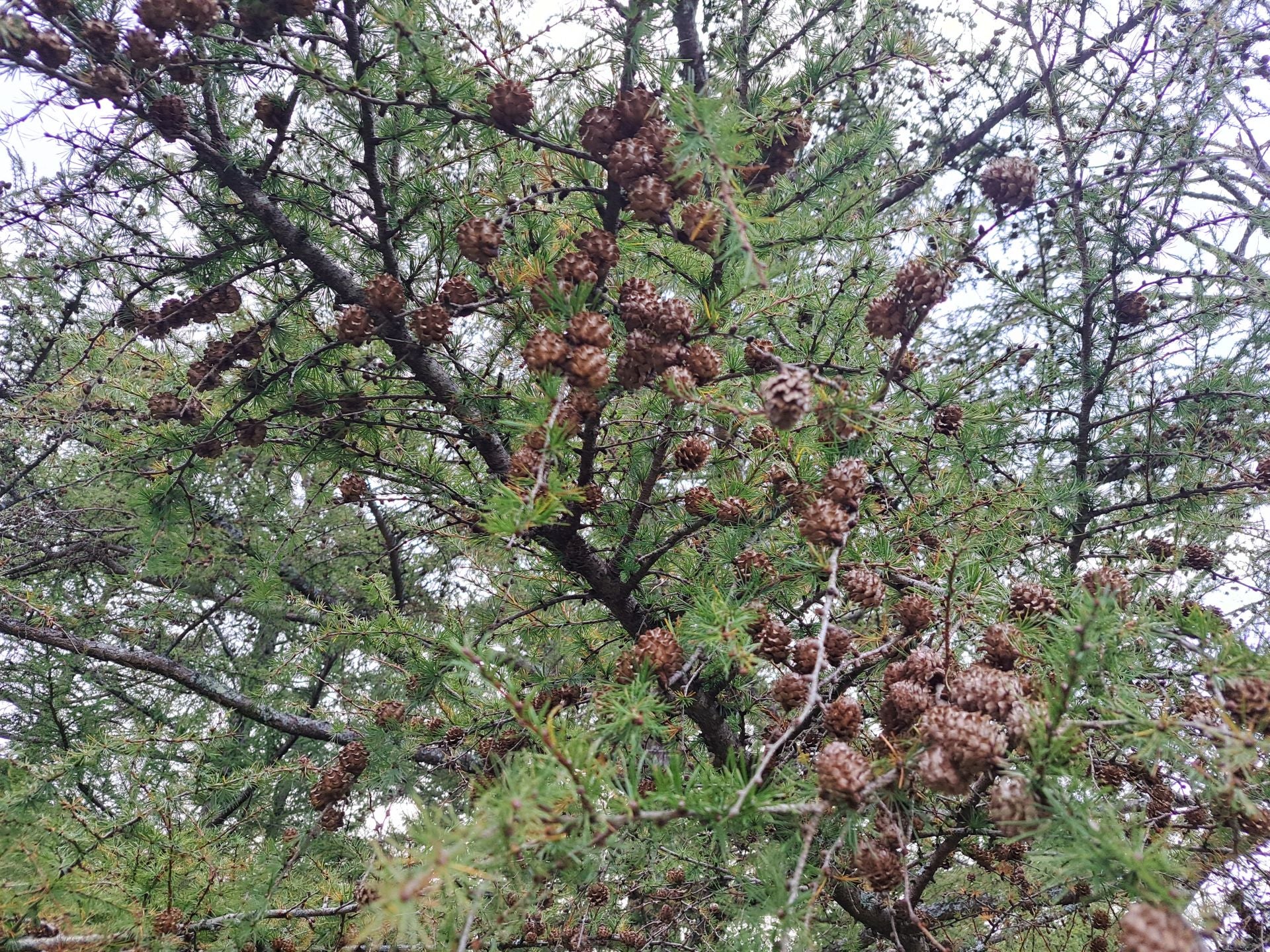 Las mejores imágenes de la ruta a Agiña