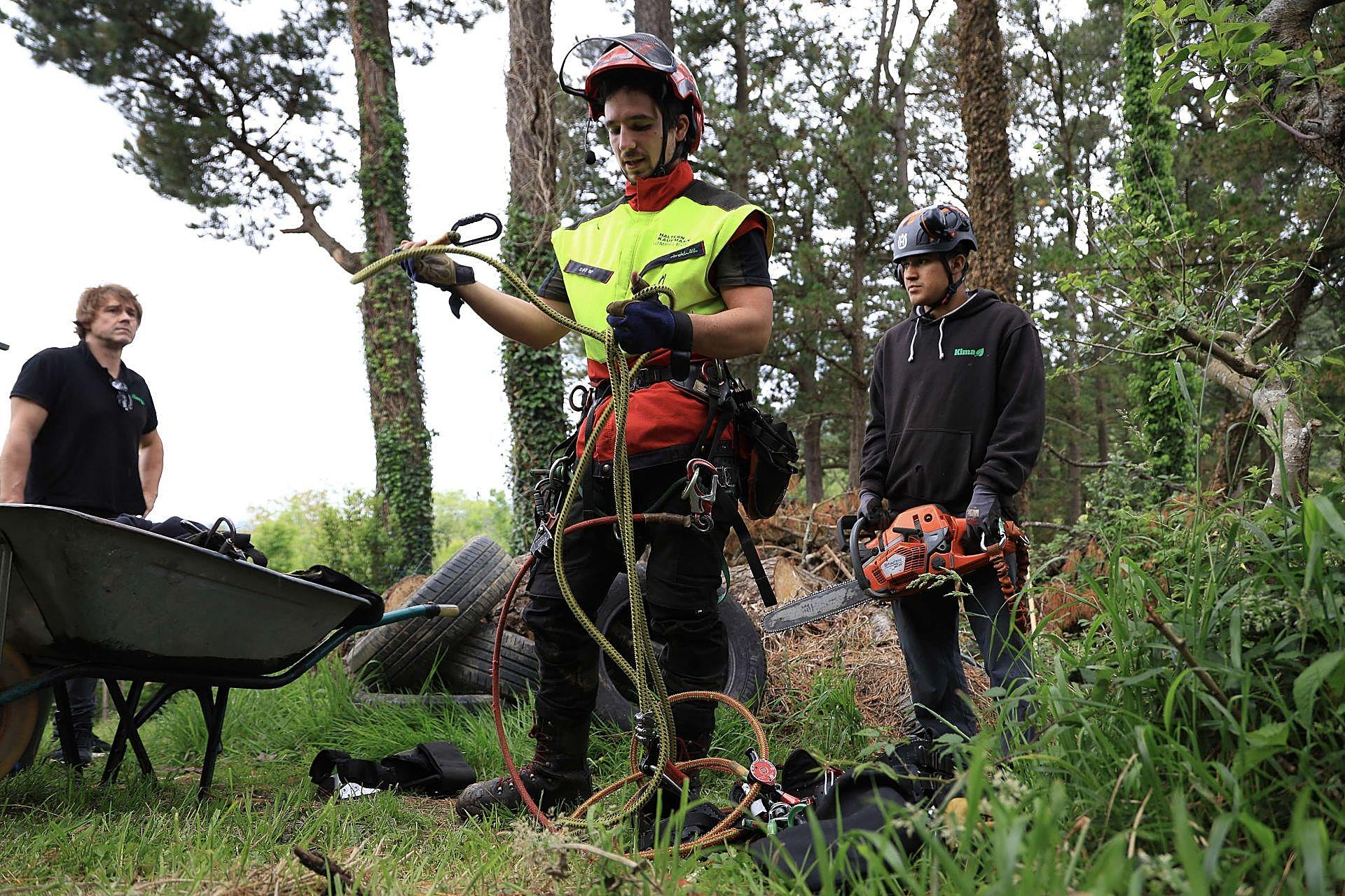 La poda de altura con helicóptero, en imágenes