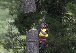 Manú Fohring, podador de altura, tala parte del tronco del pino de 30 metros de altura.
