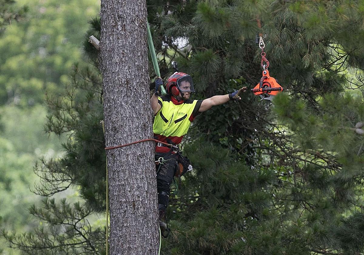 La poda de altura con helicóptero, en imágenes