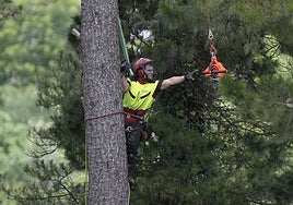 La poda de altura con helicóptero, en imágenes