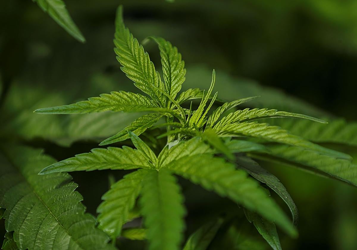 Piden entre 4 y 5 años de prisión para cinco personas de una asociación cannábica en Eibar