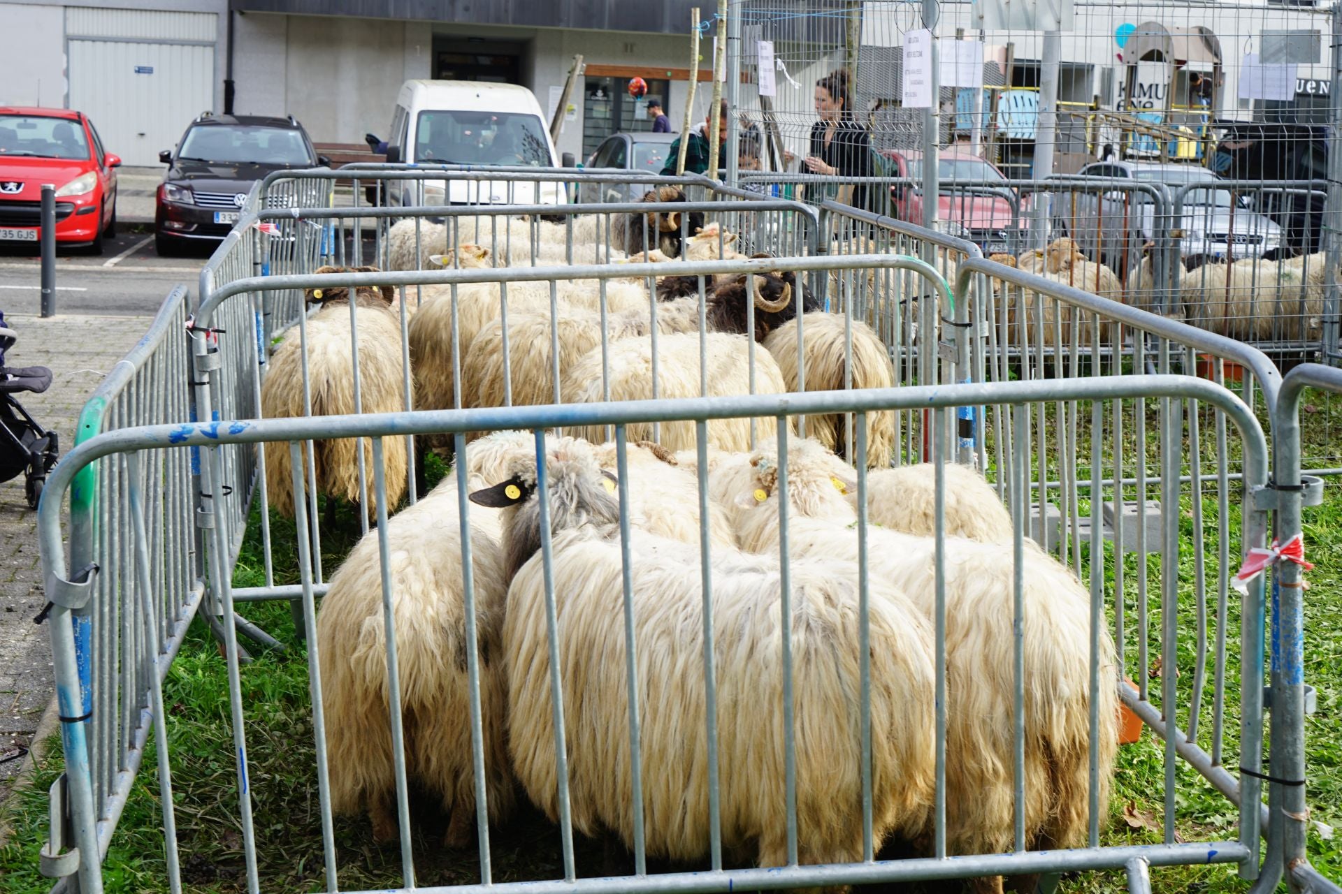 Zaldibiako Ardiki egunaren ospakizuna argazkietan