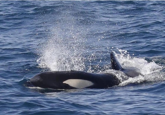 La orca conocida como 'Gladis Isa', una de las ejemplares avistadas este pasado domingo a 10 millas mar adentro del cabo Matxitxako.