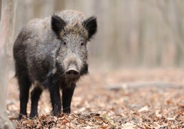 Los cazadores se plantan tras el accidente mortal de Deba y llevan dos meses sin batidas de jabalíes