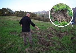 Algunos de los agujeros que los jabalíes han dejado en su campo.