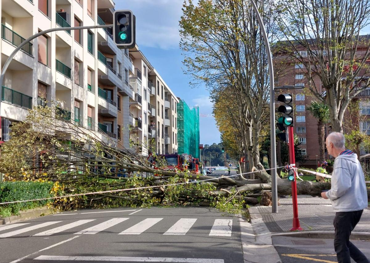 Imagen secundaria 1 - El árbol caído en la calle Pantxita Etxezarreta de Zumaia.
