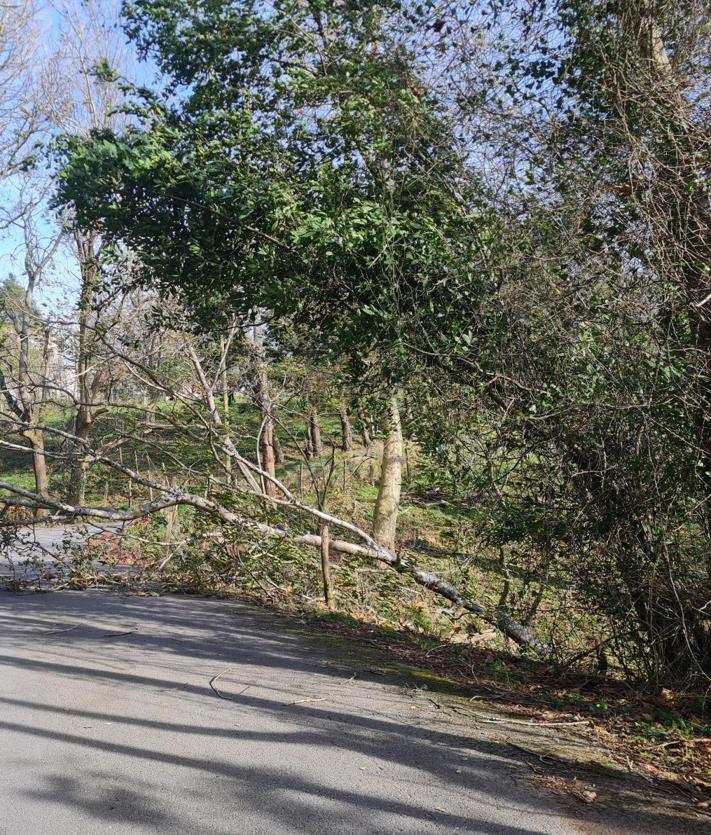 Imagen secundaria 2 - Árbol caído en el parque Sargia de Irun; contenedores volcados en Errenteria, y árbol caído en Murgil Bidea en Donostia