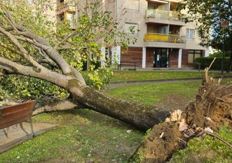 Zarautz Rboles Ca Dos Por El Fuerte Viento El Diario Vasco