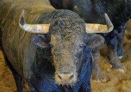 Toros en el campo