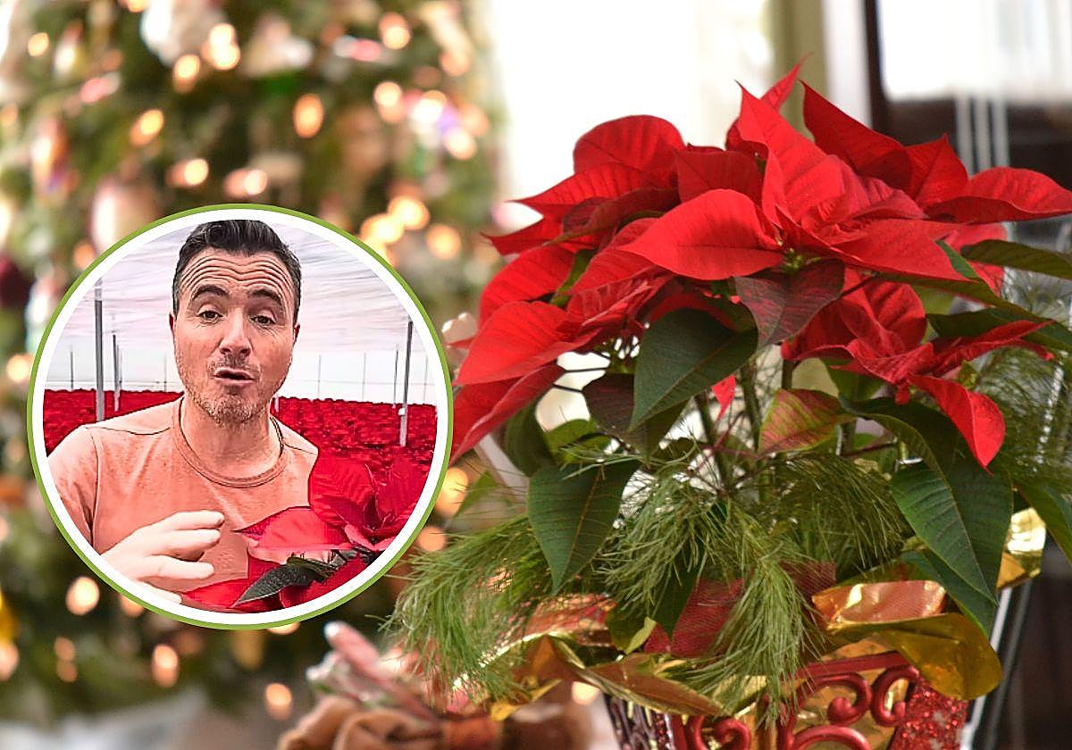 Ángel Illescas, horticultor, explica qué cuidados necesita la flor de pascua.