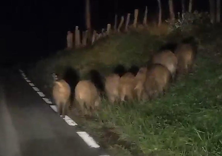 Un grupo de ocho jabalíes, en el Alto de Meagas