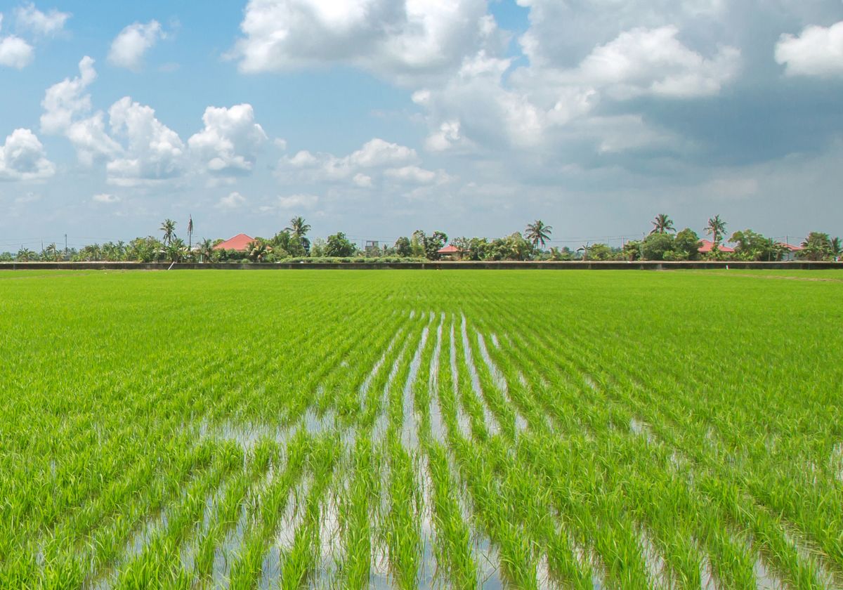 Un arroz muy consumido es el más contaminado por pesticidas: «Mejor opta por variedades locales»