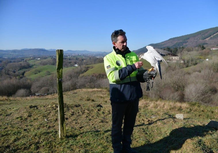 Juan Mari Sánchez habla con su halcón Tor sobre el terreno donde se proyecta construir un centro de cetrería.