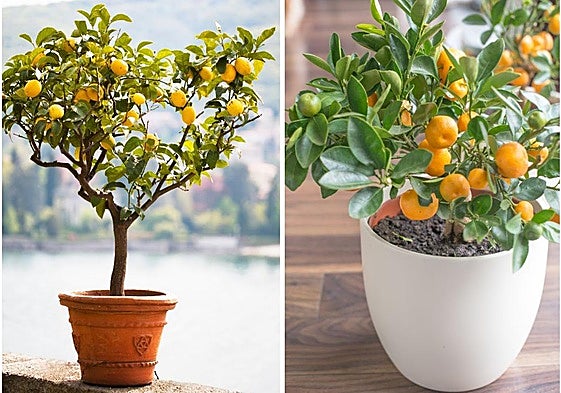Los mejores árboles frutales para plantar en macetas en casa