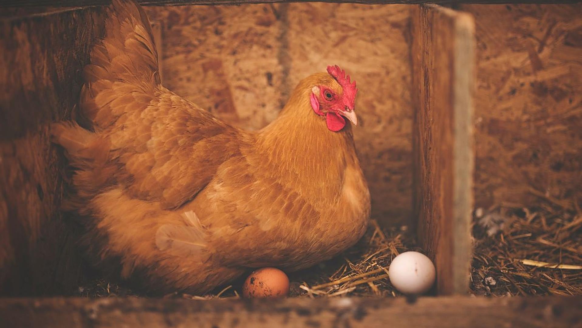 Multas por no registrar gallinas para autoconsumo en España Multas por no registrar gallinas para autoconsumo en España