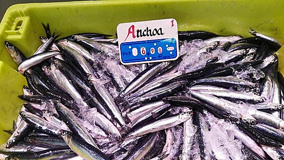 Antxoas como pipas