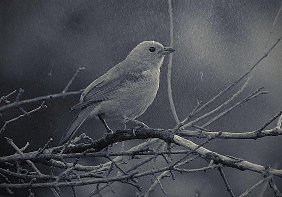 Cada vez menos pajarillos