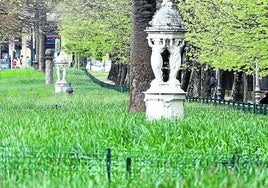El consistorio ha decidido retirar los narcisos del paseo de Francia. Desde Parques y Jardines se ha intentado cuidarlos «con mucho mimo año tras año» pero los bulbos no han almacenado suficiente energía a través de la fotosíntesis, por lo que han perdido tamaño, «no dándose los cambios morfológicos necesarios» para asegurar su floración la próxima temporada.